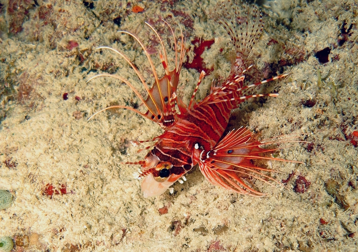 Velidhu - 2013_03_13 - IMG_0684rf_Laffe cornu ou poisson diale ou pterois a antennes - Pterois antennata_Kudafaru thila_Plongee nuit.jpg
